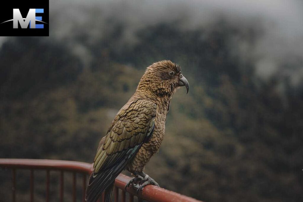 Hancock Bird: A Comprehensive Exploration